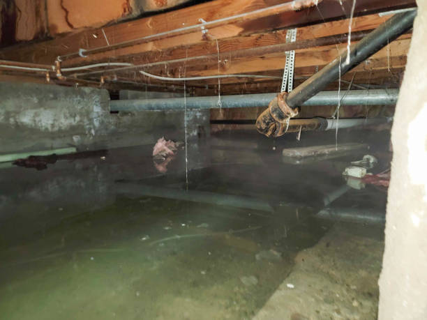 Carpet water damage restoration in Land O Lakes, FL