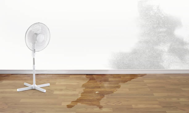 Best Local water damage restoration  in Land O Lakes, FL