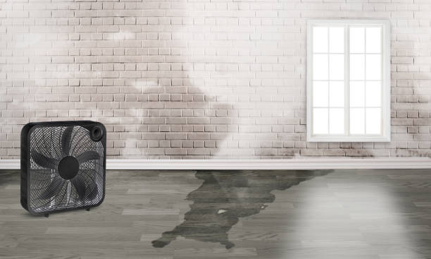 Best Basement water damage restoration  in Land O Lakes, FL